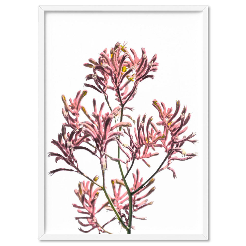 Kangaroo Paw in Pink - Art Print, Poster, Stretched Canvas, or Framed Wall Art Print, shown in a white frame
