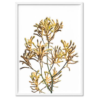 Kangaroo Paw in Yellow - Art Print, Poster, Stretched Canvas, or Framed Wall Art Print, shown in a white frame