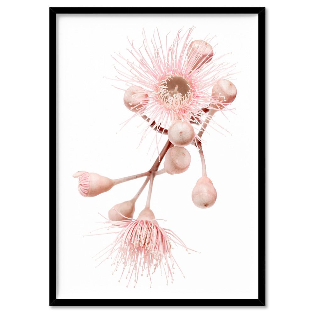 Blushing Gumtree Blossom - Art Print, Poster, Stretched Canvas, or Framed Wall Art Print, shown in a black frame