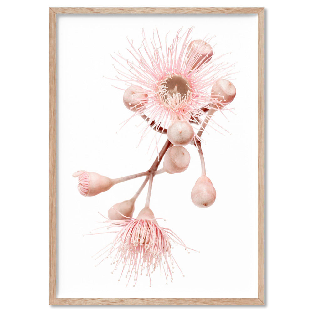 Blushing Gumtree Blossom - Art Print, Poster, Stretched Canvas, or Framed Wall Art Print, shown in a natural timber frame