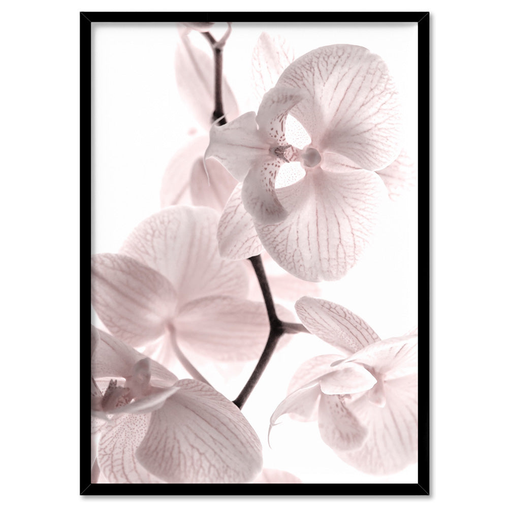 Pastel Orchid Blooms I - Art Print, Poster, Stretched Canvas, or Framed Wall Art Print, shown in a black frame