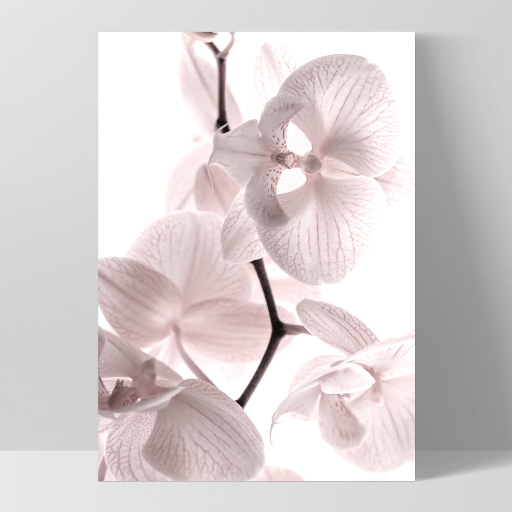 Pastel Orchid Blooms I - Art Print, Poster, Stretched Canvas, or Framed Wall Art Print, shown as a stretched canvas or poster without a frame