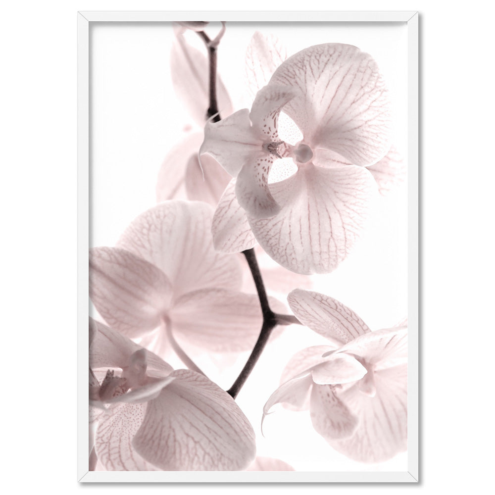 Pastel Orchid Blooms I - Art Print, Poster, Stretched Canvas, or Framed Wall Art Print, shown in a white frame