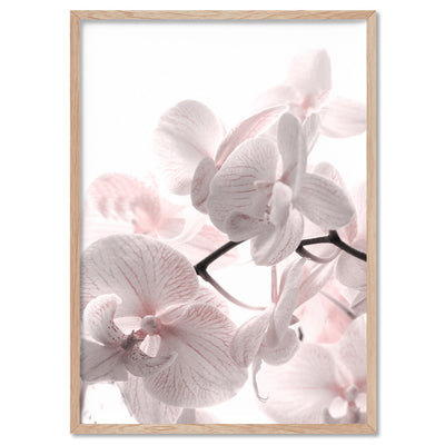 Pastel Orchid Blooms II - Art Print, Poster, Stretched Canvas, or Framed Wall Art Print, shown in a natural timber frame