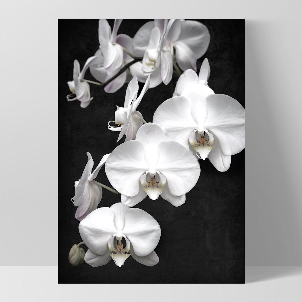Orchid Blooms on Dark - Art Print, Poster, Stretched Canvas, or Framed Wall Art Print, shown as a stretched canvas or poster without a frame