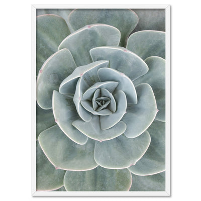 Succulent IV - Art Print, Poster, Stretched Canvas, or Framed Wall Art Print, shown in a white frame