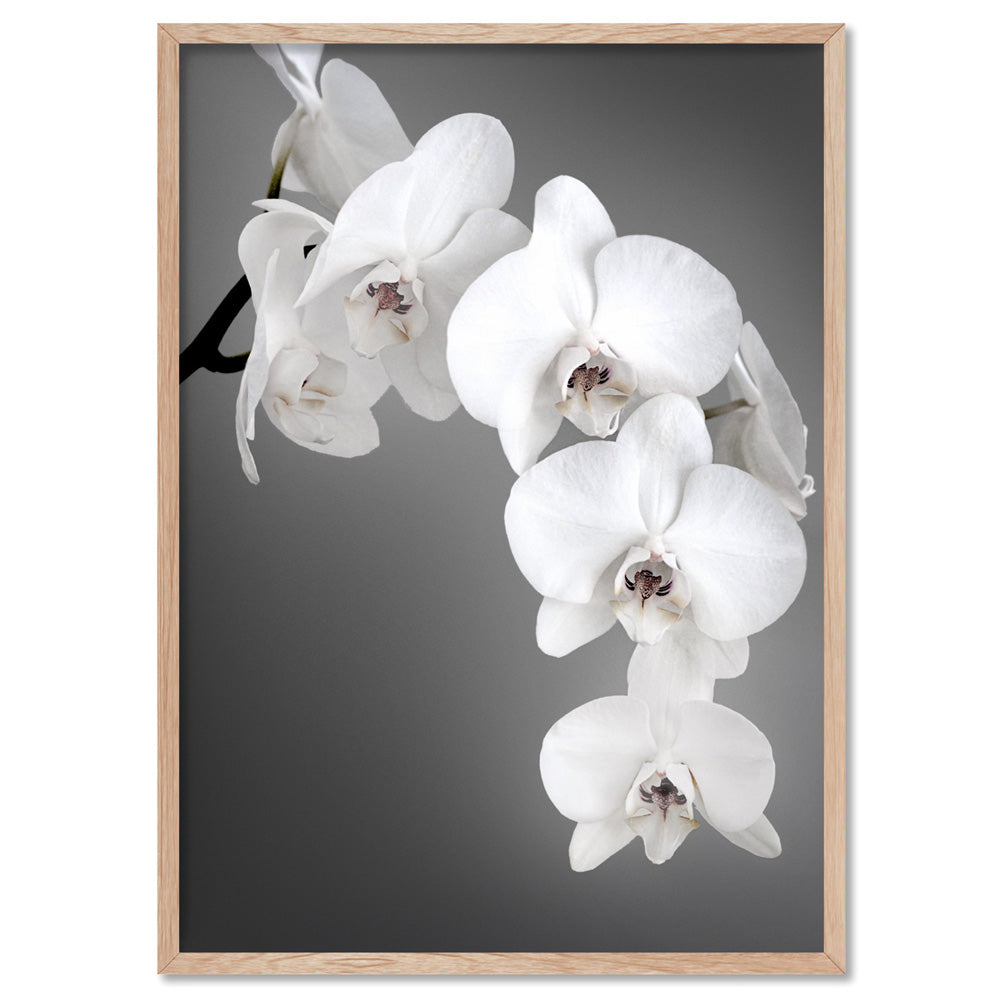 Orchid Blooms on Grey - Art Print, Poster, Stretched Canvas, or Framed Wall Art Print, shown in a natural timber frame
