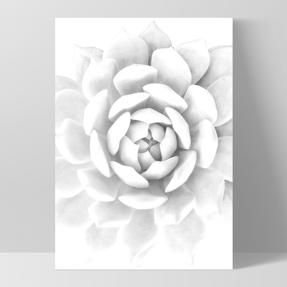 White Succulent - Art Print, Poster, Stretched Canvas, or Framed Wall Art Print, shown as a stretched canvas or poster without a frame