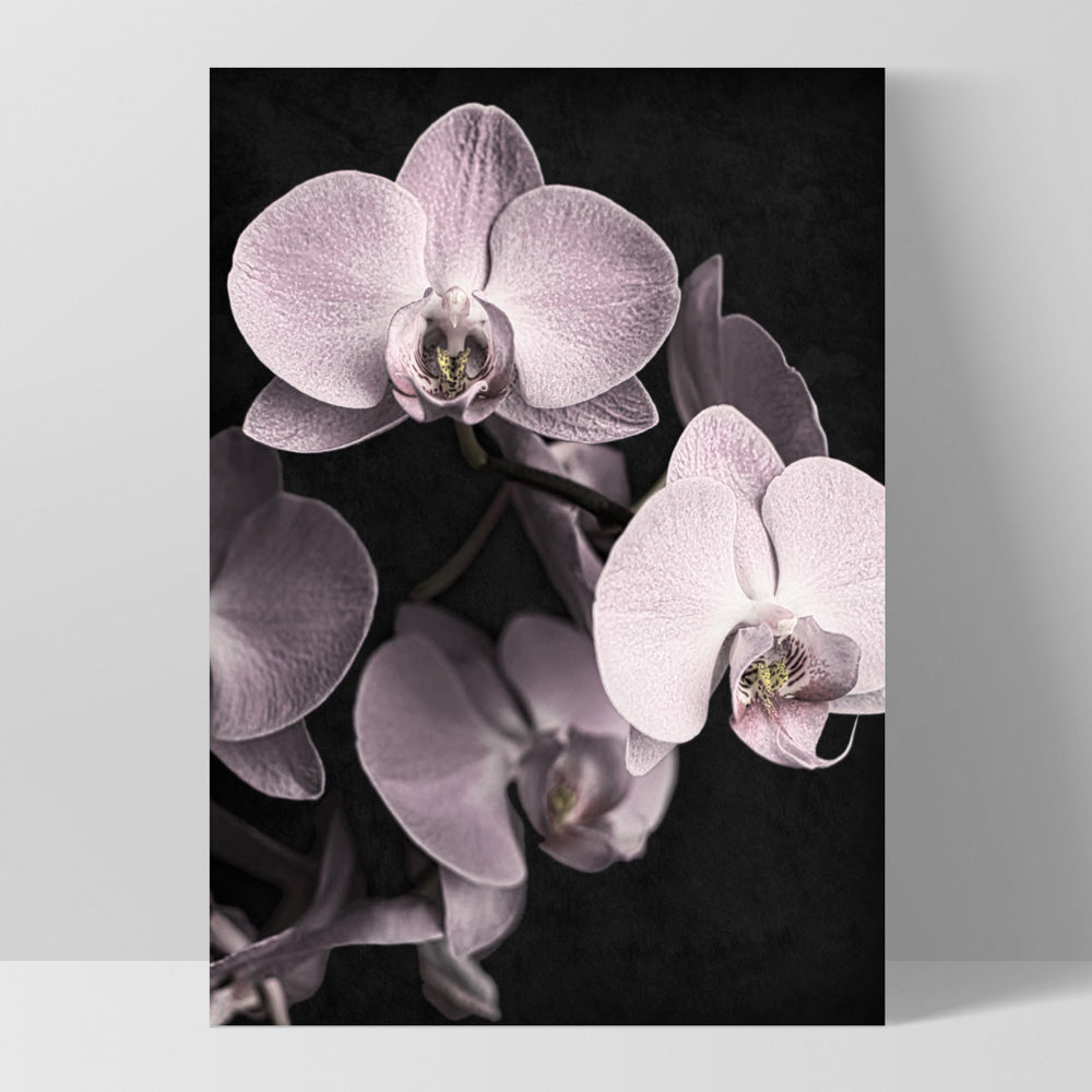 Blushing Orchids on Dark- Art Print, Poster, Stretched Canvas, or Framed Wall Art Print, shown as a stretched canvas or poster without a frame