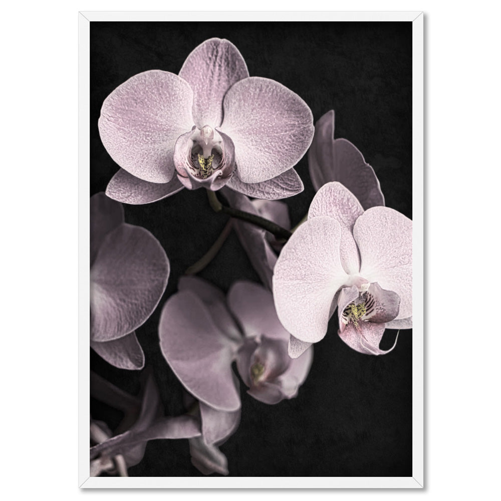 Blushing Orchids on Dark- Art Print, Poster, Stretched Canvas, or Framed Wall Art Print, shown in a white frame