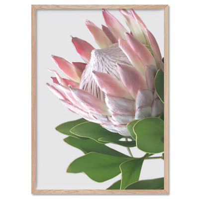 King Protea Soft Blush - Art Print, Poster, Stretched Canvas, or Framed Wall Art Print, shown in a natural timber frame