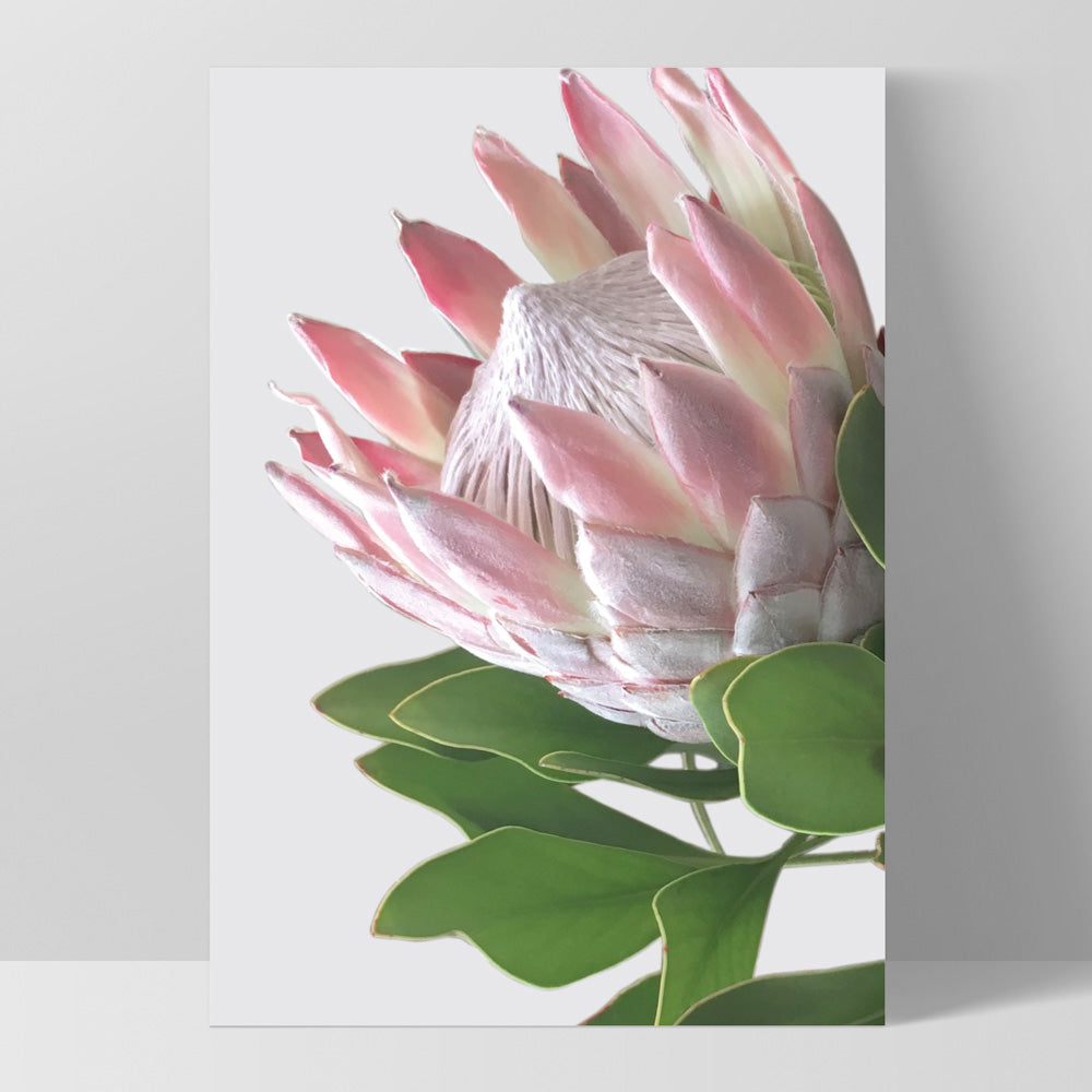 King Protea Soft Blush - Art Print, Poster, Stretched Canvas, or Framed Wall Art Print, shown as a stretched canvas or poster without a frame