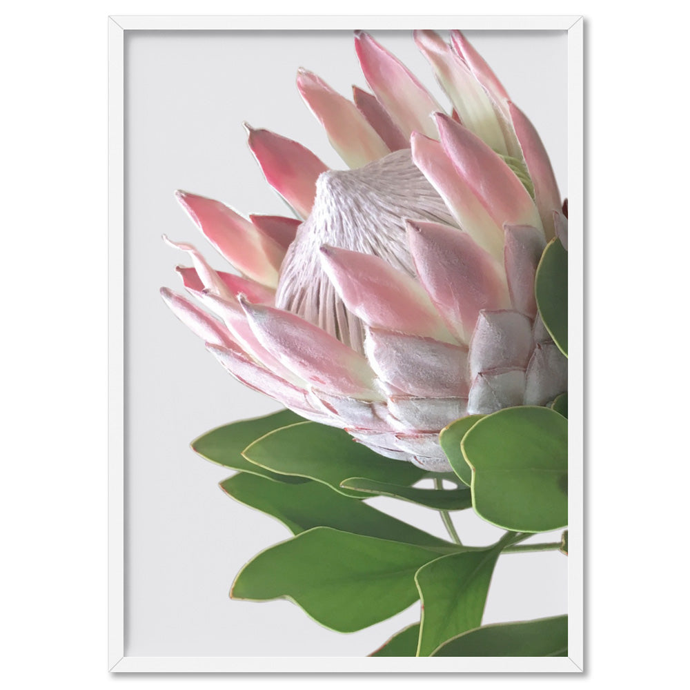 King Protea Soft Blush - Art Print, Poster, Stretched Canvas, or Framed Wall Art Print, shown in a white frame
