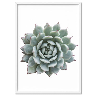 Succulent I - Art Print, Poster, Stretched Canvas, or Framed Wall Art Print, shown in a white frame