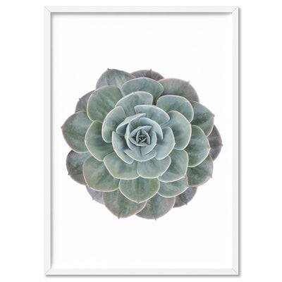 Succulent II - Art Print, Poster, Stretched Canvas, or Framed Wall Art Print, shown in a white frame