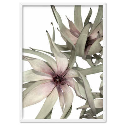 Leucadendron Dried Flowers II - Art Print, Poster, Stretched Canvas, or Framed Wall Art Print, shown in a white frame