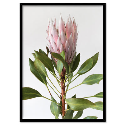 Queen Protea Portrait - Art Print, Poster, Stretched Canvas, or Framed Wall Art Print, shown in a black frame