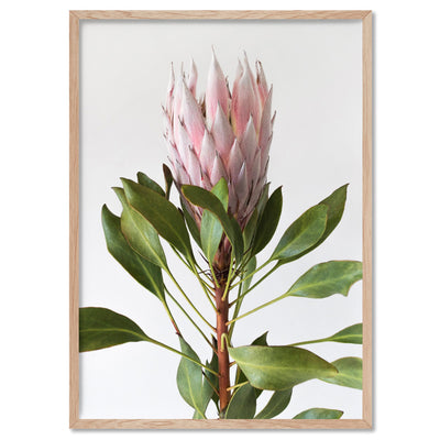 Queen Protea Portrait - Art Print, Poster, Stretched Canvas, or Framed Wall Art Print, shown in a natural timber frame