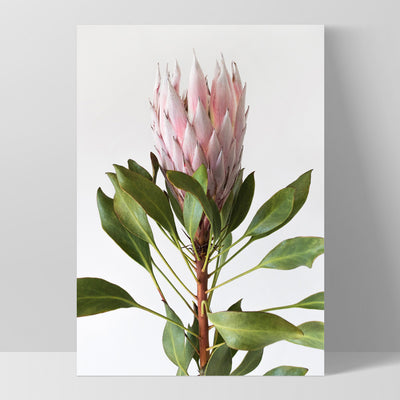 Queen Protea Portrait - Art Print, Poster, Stretched Canvas, or Framed Wall Art Print, shown as a stretched canvas or poster without a frame