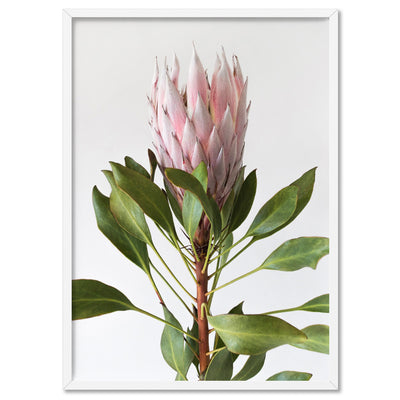 Queen Protea Portrait - Art Print, Poster, Stretched Canvas, or Framed Wall Art Print, shown in a white frame