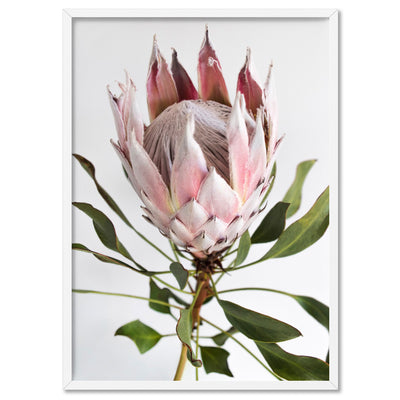 King Protea Portrait - Art Print, Poster, Stretched Canvas, or Framed Wall Art Print, shown in a white frame