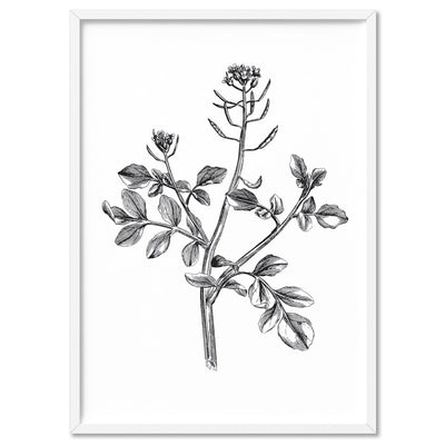 Botanical Floral Illustration I - Art Print, Poster, Stretched Canvas, or Framed Wall Art Print, shown in a white frame