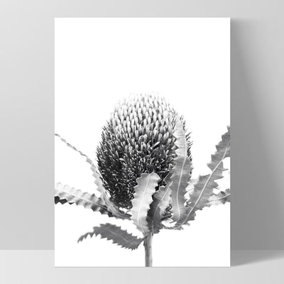 Banksia Flower Black and White - Art Print, Poster, Stretched Canvas, or Framed Wall Art Print, shown as a stretched canvas or poster without a frame