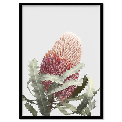 Blushing Banksia Flower - Art Print, Poster, Stretched Canvas, or Framed Wall Art Print, shown in a black frame
