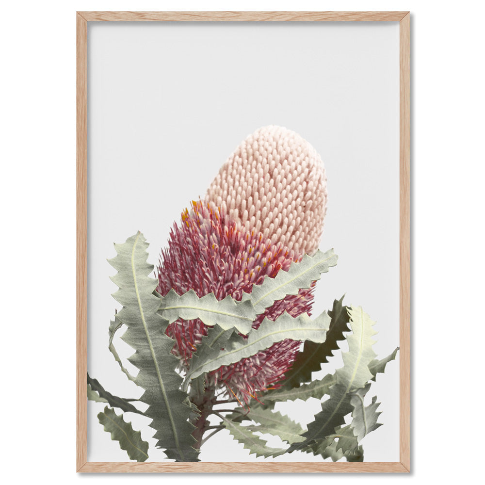 Blushing Banksia Flower - Art Print, Poster, Stretched Canvas, or Framed Wall Art Print, shown in a natural timber frame