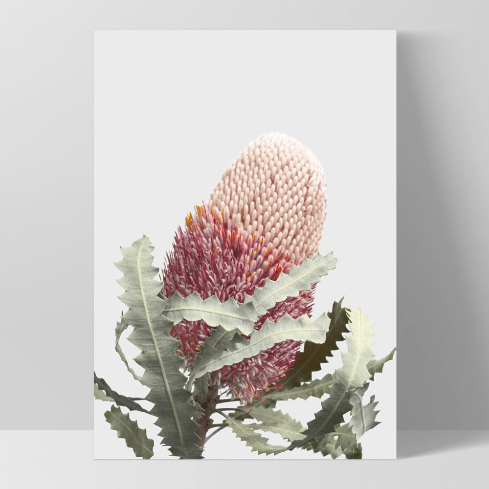 Blushing Banksia Flower - Art Print, Poster, Stretched Canvas, or Framed Wall Art Print, shown as a stretched canvas or poster without a frame