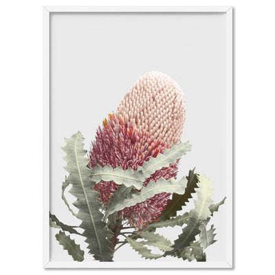 Blushing Banksia Flower - Art Print, Poster, Stretched Canvas, or Framed Wall Art Print, shown in a white frame